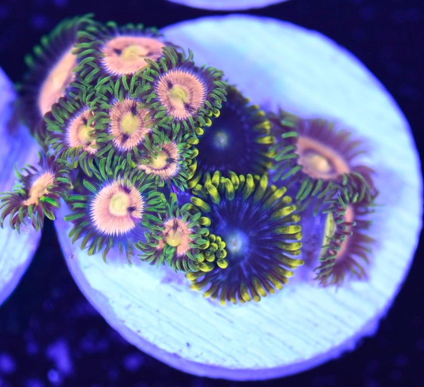 WYSIWYG Zoanthid Combo Frag