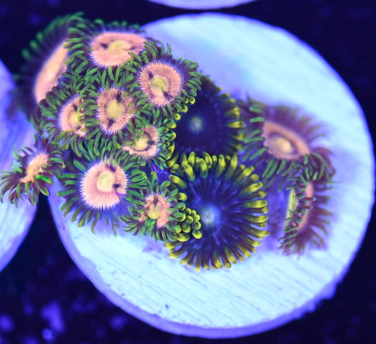 WYSIWYG Zoanthid Combo Frag