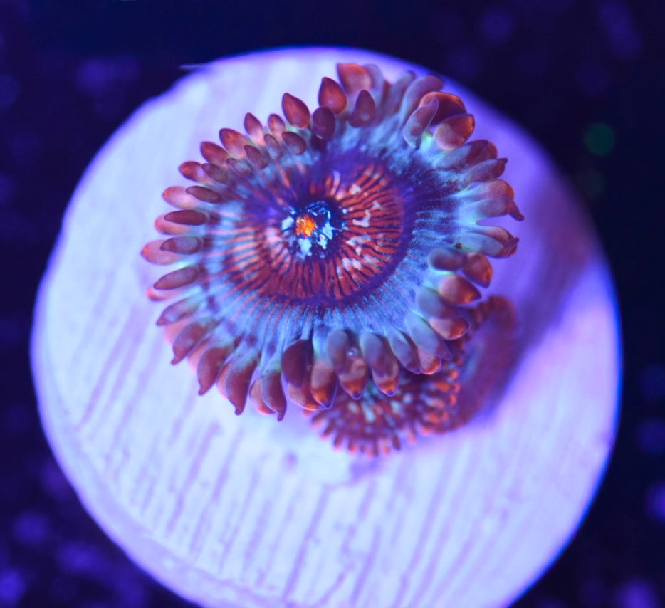 WYSIWYG White Zombie Zoanthids