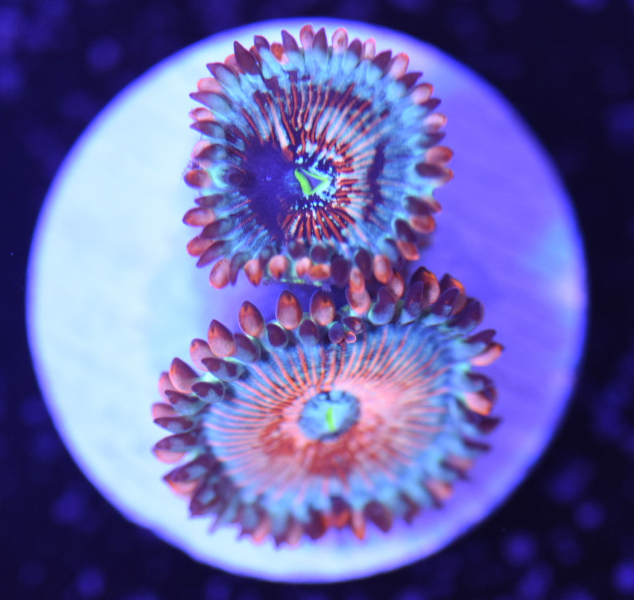 WYSIWYG White Zombie Zoanthids