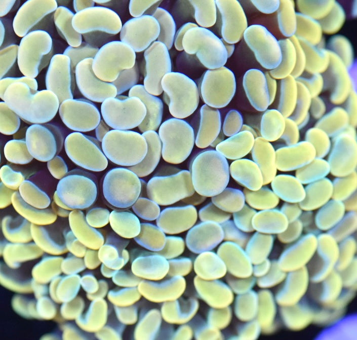 WYSIWYG Mixed Hammer Colony 3.5" (Rainbow Gold/ Willy Wonka)