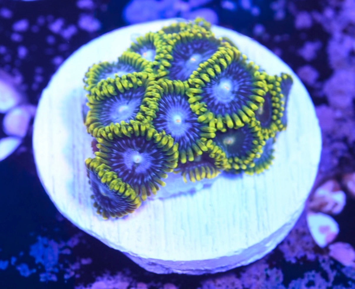 WYSIWYG Smurfette Zoanthids