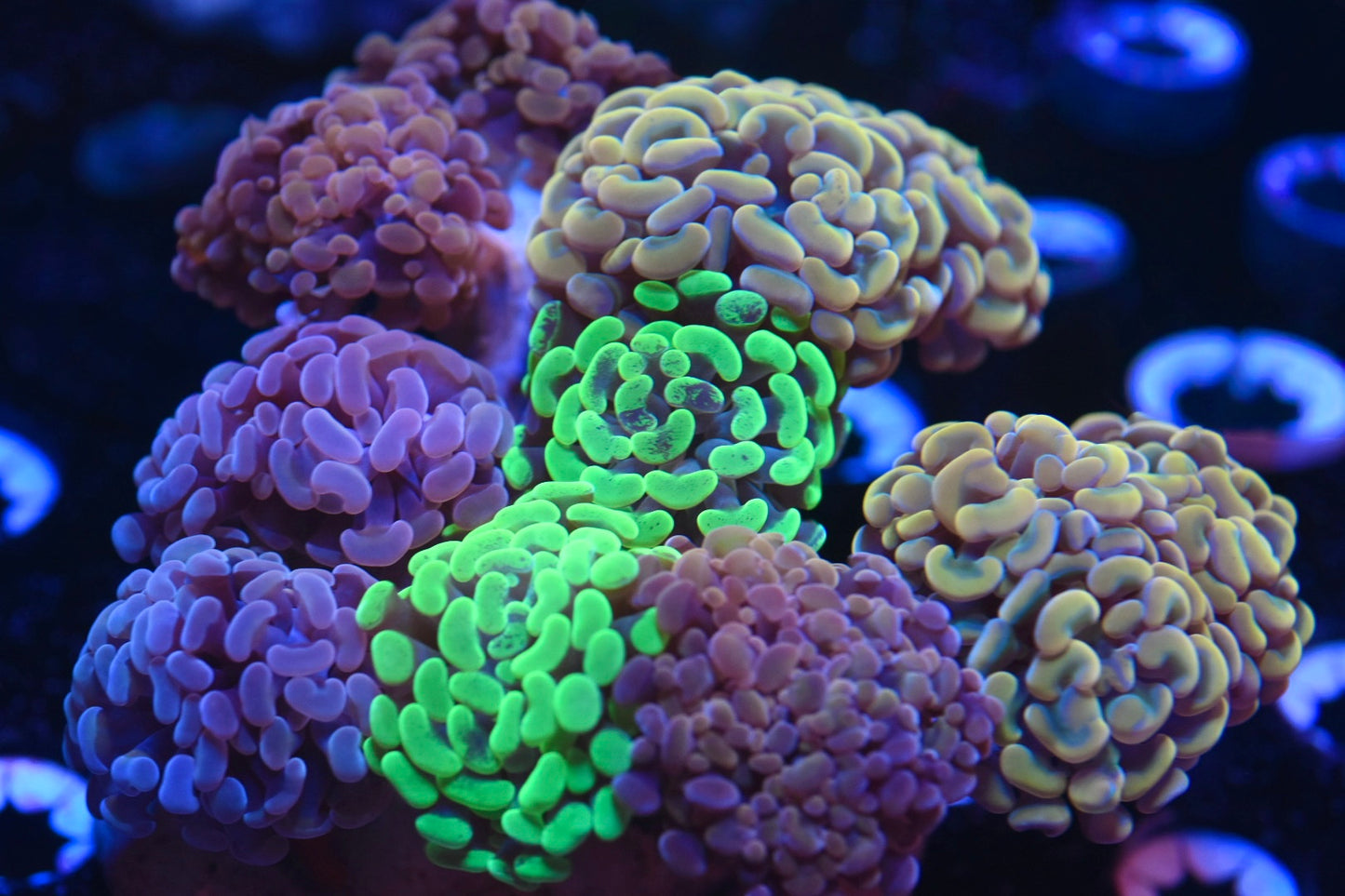 WYSIWYG XXL Mixed Hammer Colony 5" (WOW!)