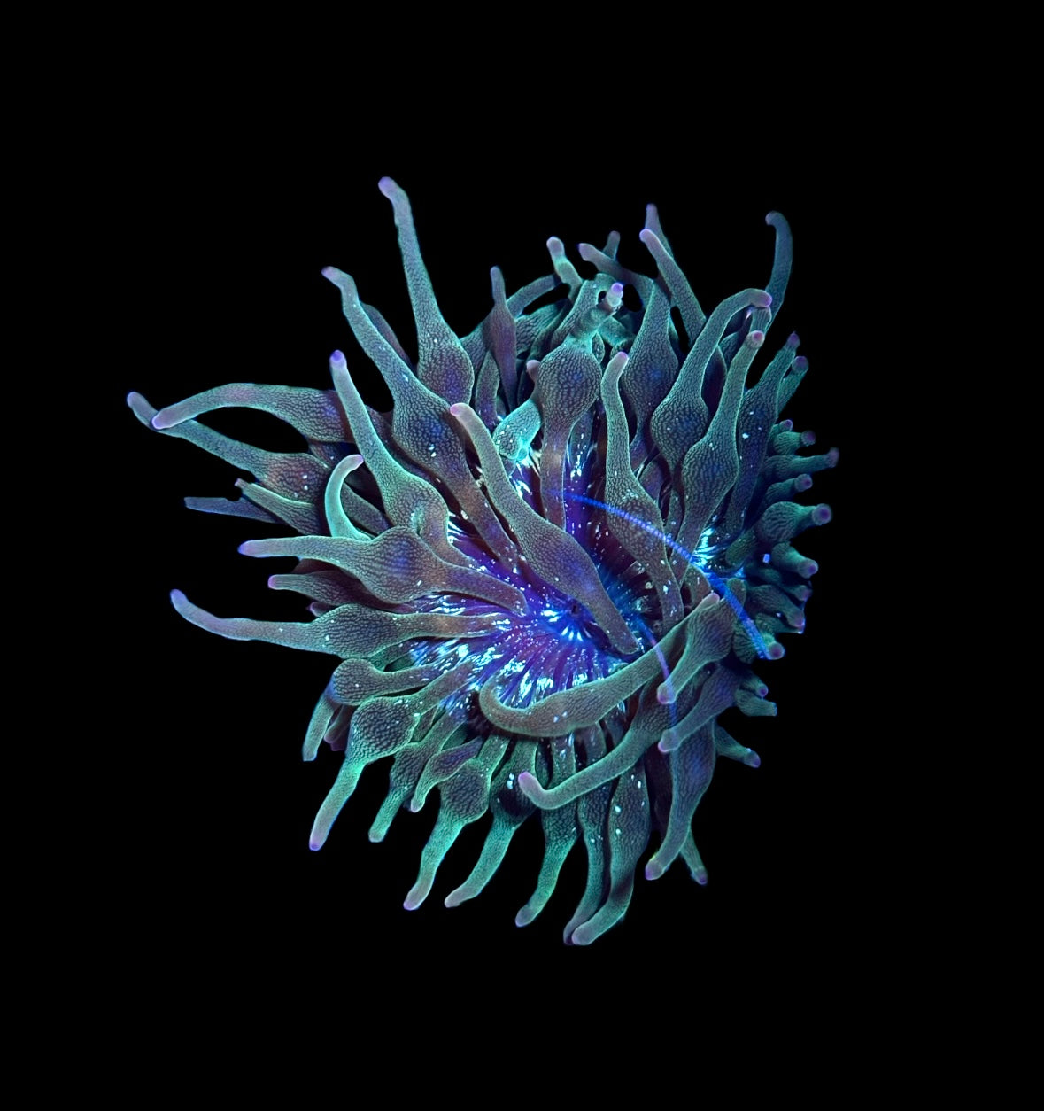 WYSIWYG Nexus Joker Bubble Tip Anemone 2.5"
