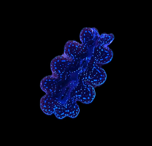 WYSIWYG ORA Ultra Crocea Clam 1.5"