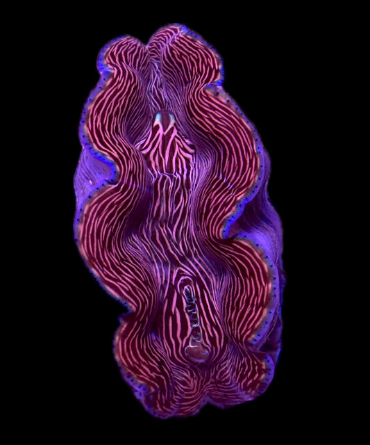 WYSIWYG ORA Ultra Derasa Clam 3"
