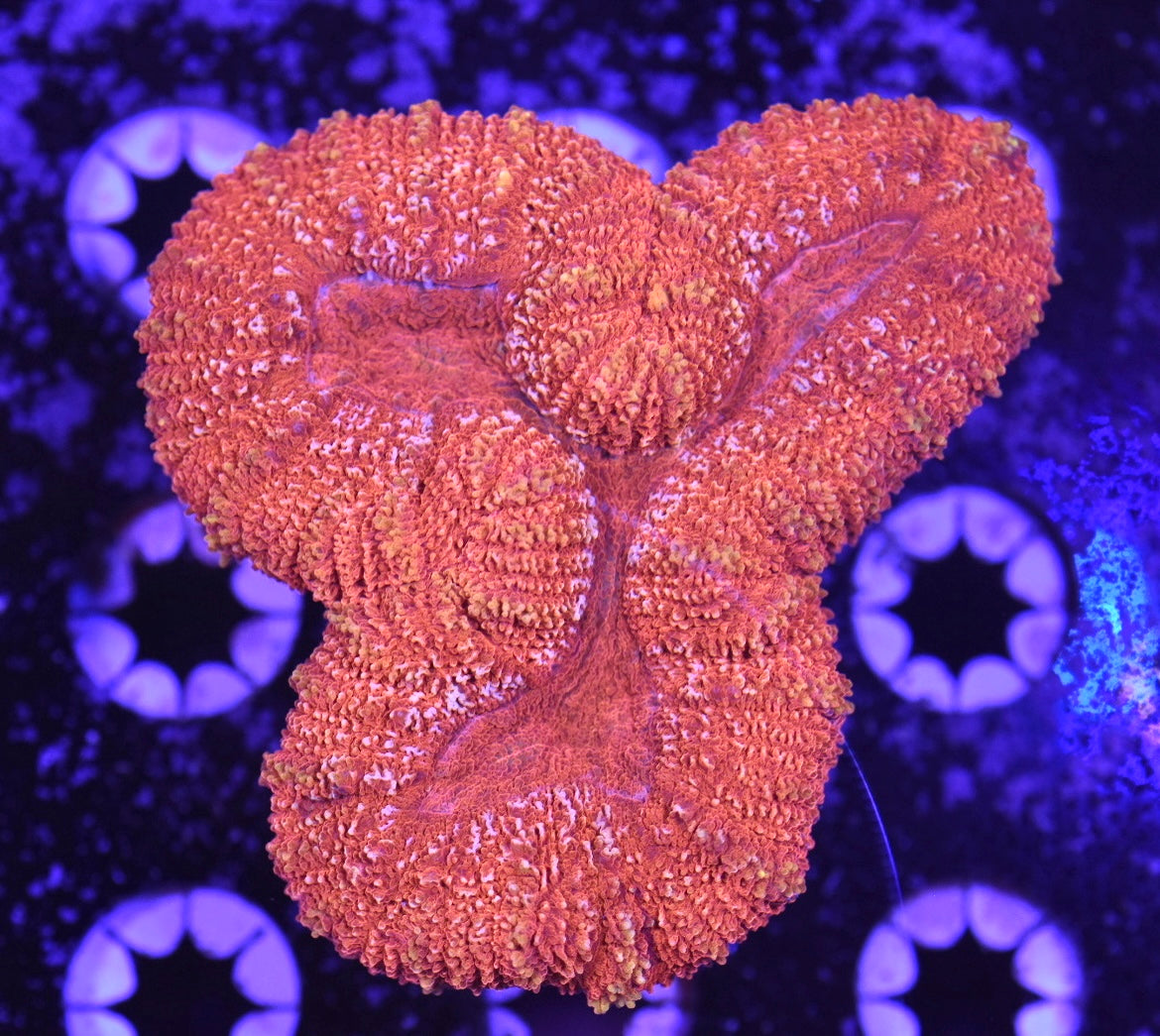 WYSIWYG Sunkist Orange Lobophyllia 3.5"