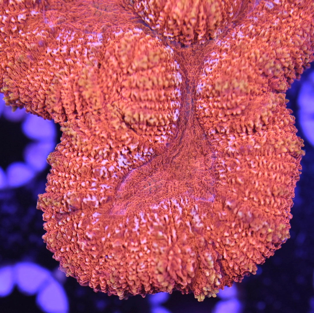 WYSIWYG Sunkist Orange Lobophyllia 3.5"