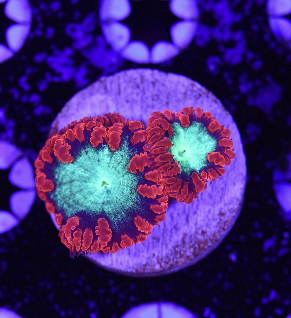 WYSIWYG Ultra Blastomussa 1.5"