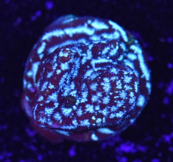 WYSIWYG Freezer Burn Leptoseris 1"