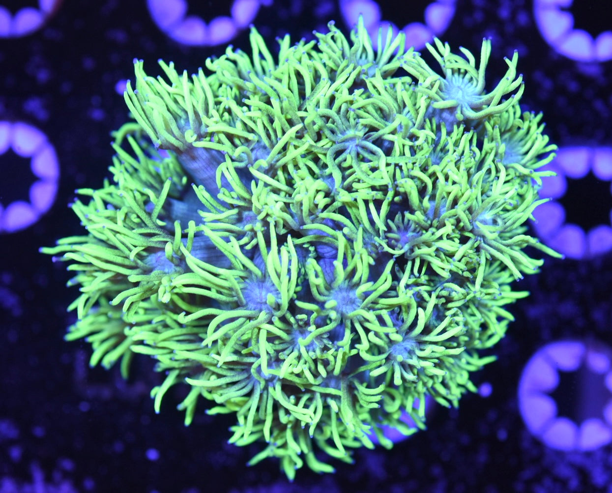 WYSIWYG XL Highlighter Goniopora Mini Colony 3.5" (BRIGHT!)