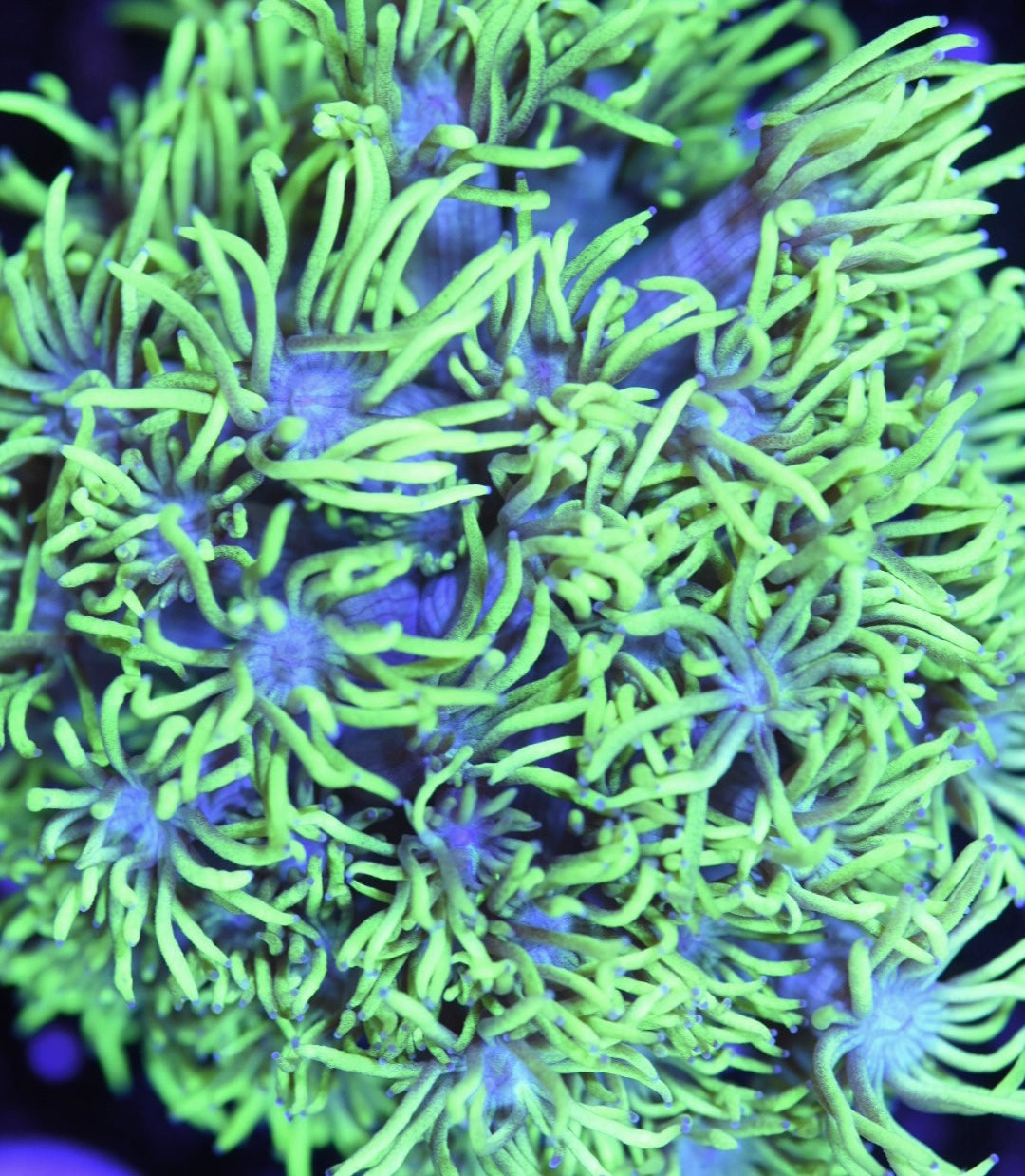 WYSIWYG XL Highlighter Goniopora Mini Colony 3.5" (BRIGHT!)