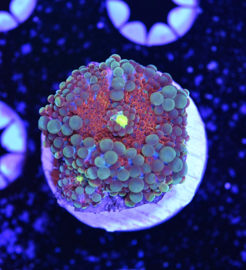 WYSIWYG After Burner Rainbow Yuma Mushroom 1" (With Baby!)