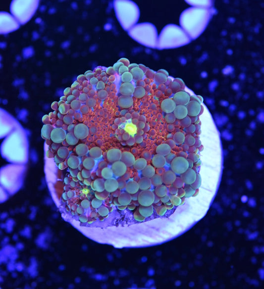 WYSIWYG After Burner Rainbow Yuma Mushroom 1" (With Baby!)