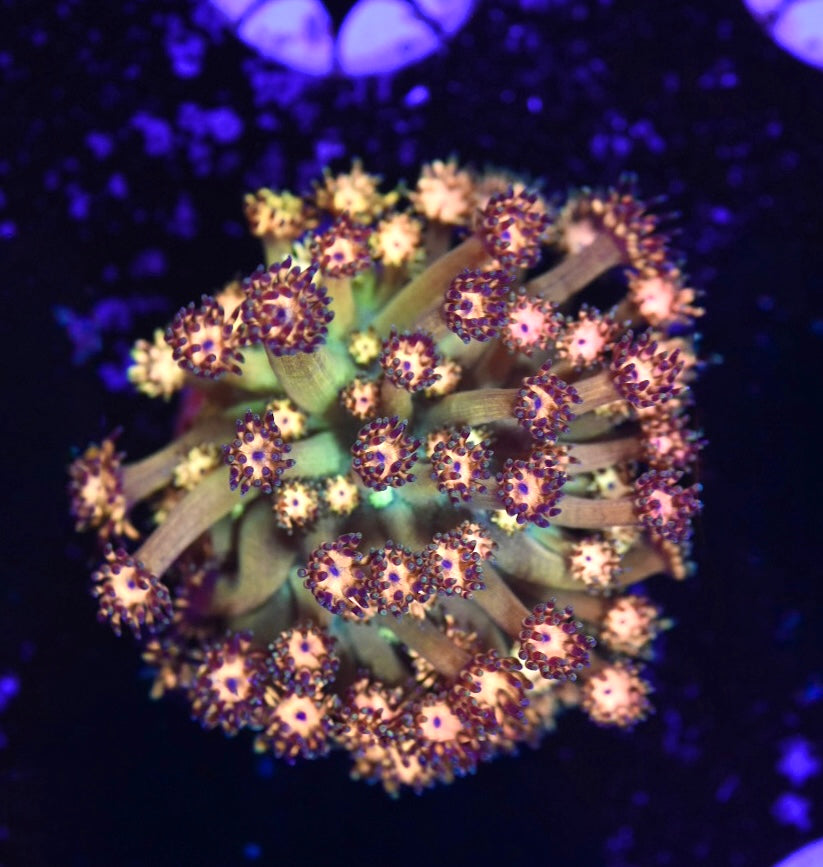 WYSIWYG Grand Master Goniopora 1" (WOW!)