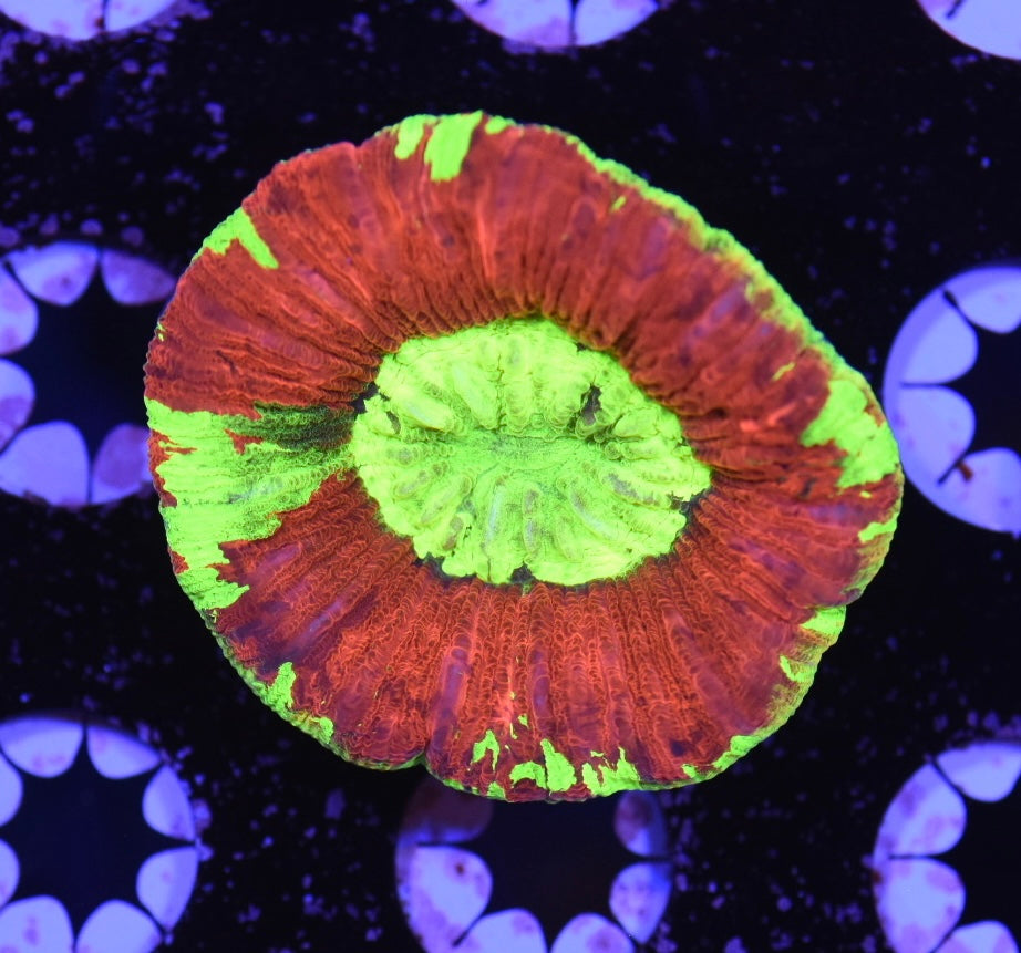 WYSIWYG Ultra Rainbow Trachyphyllia 2.5" (INSANE!)