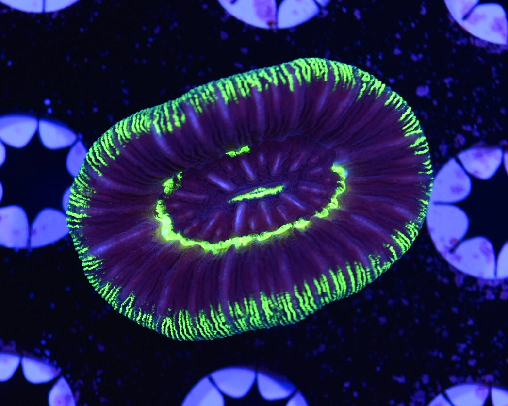 WYSIWYG Ultra Rainbow Trachyphyllia 2"