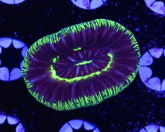 WYSIWYG Ultra Rainbow Trachyphyllia 2"