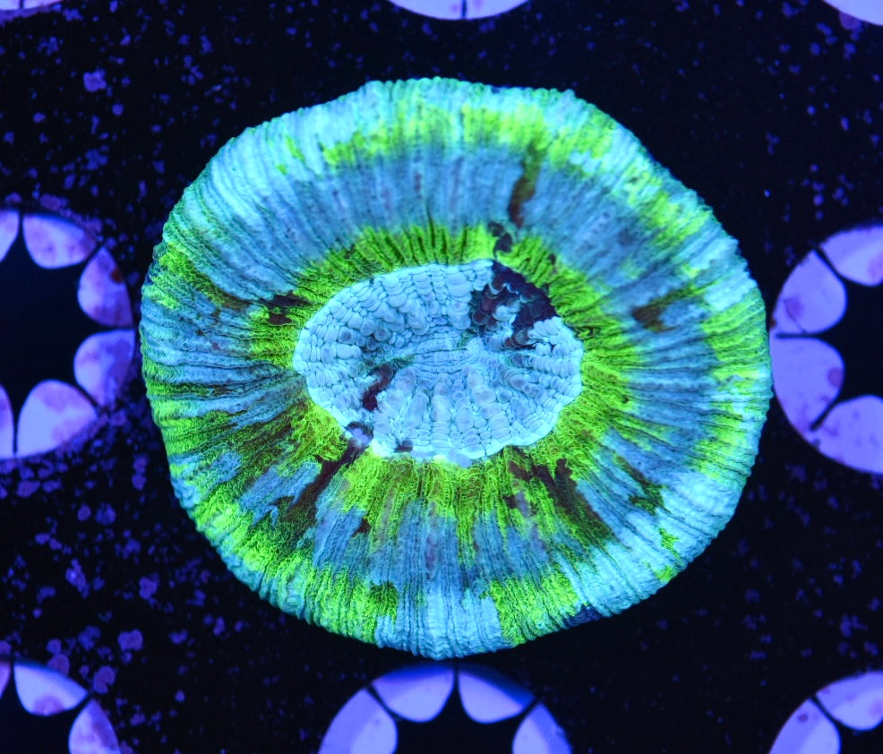WYSIWYG Ultra Rainbow Trachyphyllia 2"