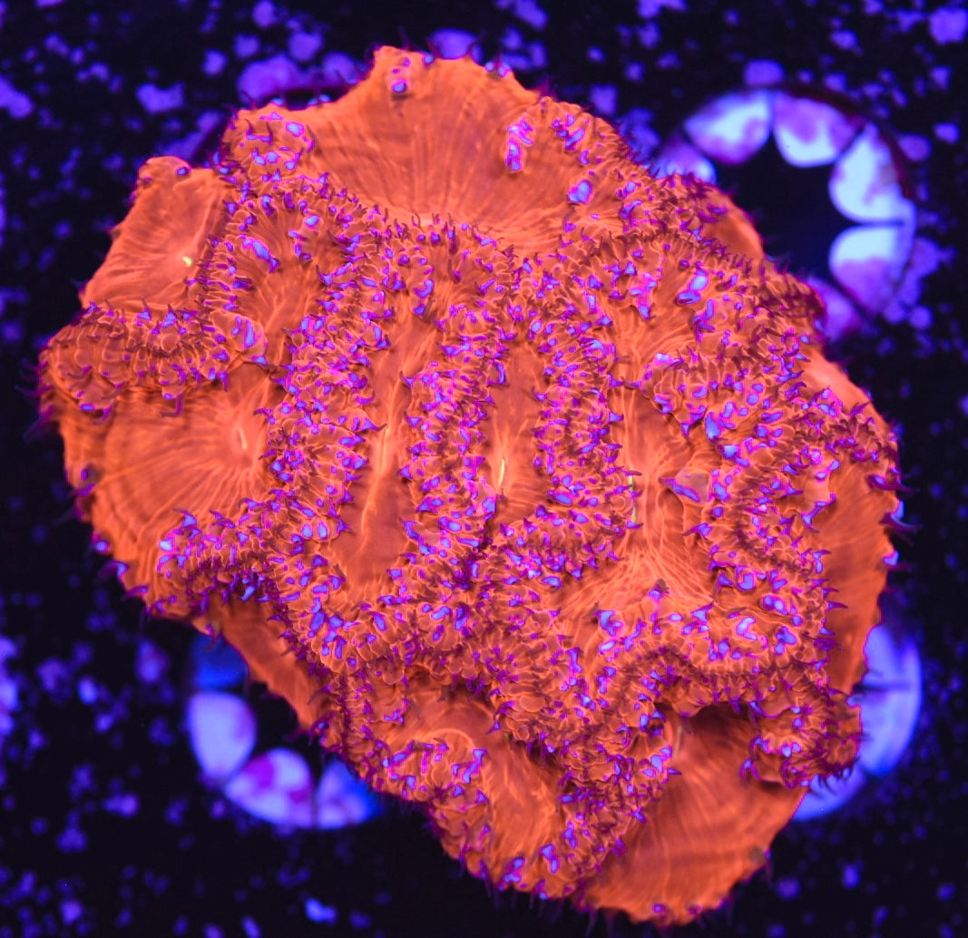 WYSIWYG Pink Rim Rainbow Blastomussa Colony 3" (CRAZY!)