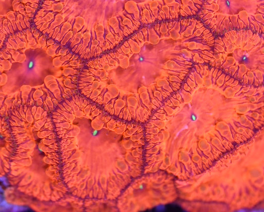 WYSIWYG XL Ultra Red Blastomussa Colony 4.5"