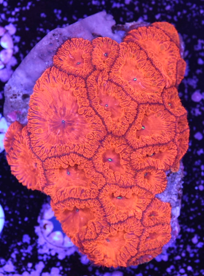WYSIWYG XL Ultra Red Blastomussa Colony 4.5"