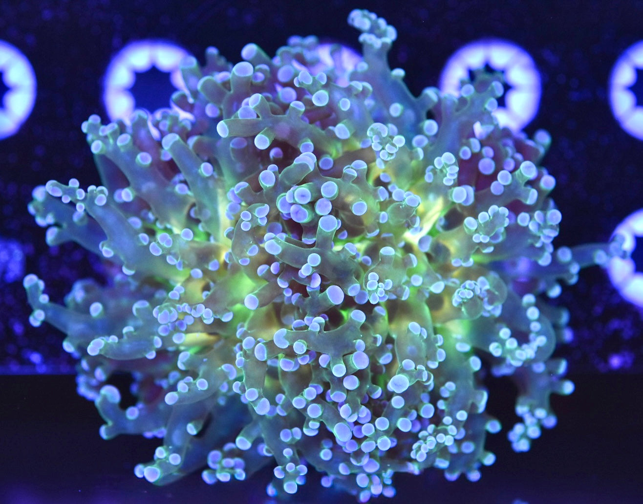WYSIWYG XL Triple Crown Frogspawn 4.5" (WOW!)
