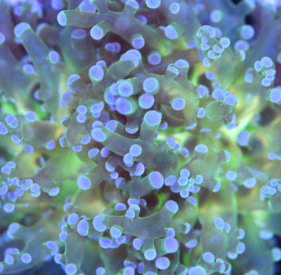 WYSIWYG XL Triple Crown Frogspawn 4.5" (WOW!)