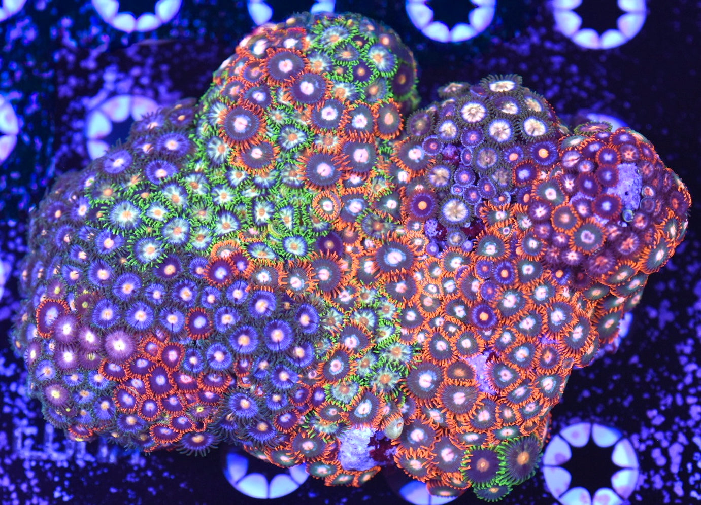 WYSIWYG XXL Mixed Zoanthid Colony 4.5" (WOW!)