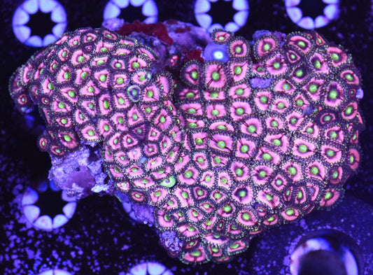 WYSIWYG XXL Pink Energizer Bunny Zoanthid Colony 4.5" (WOW!)