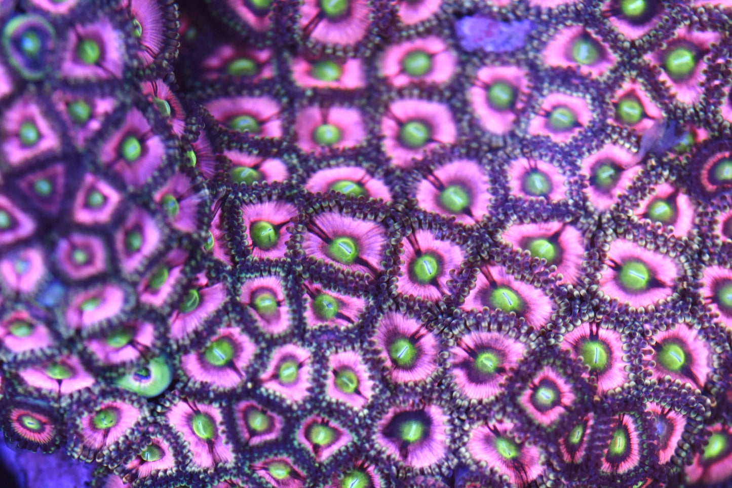 WYSIWYG XXL Pink Energizer Bunny Zoanthid Colony 4.5" (WOW!)