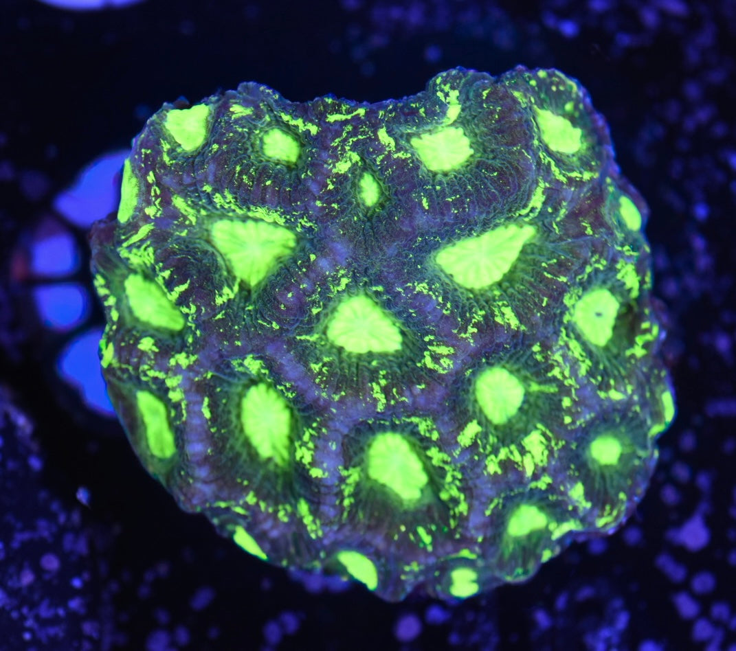 WYSIWYG Radioactive Goniastrea Colony 3"