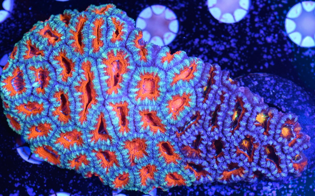 WYSIWYG XXL Grafted Rainbow Acan Lord Colony 5.5" (WOW!)