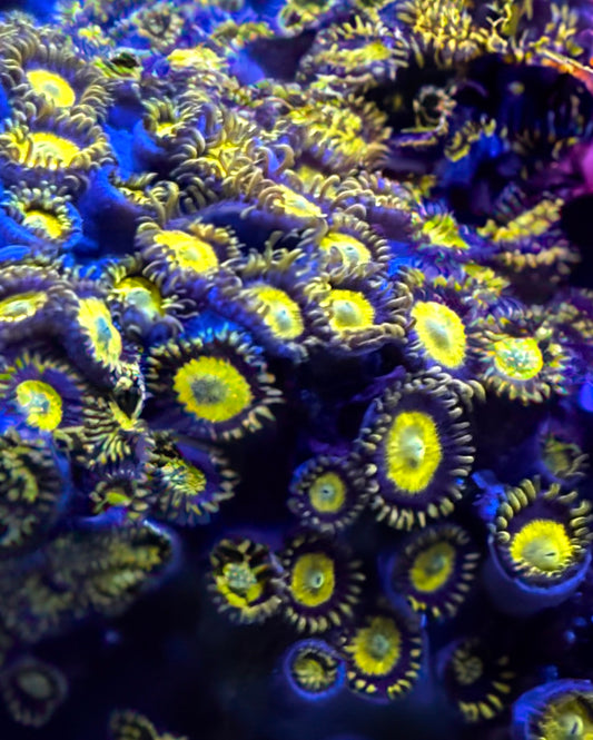 King Midas Zoanthids