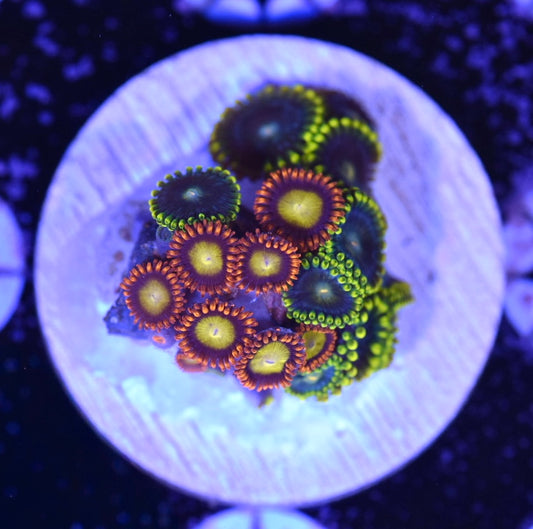 WYSIWYG Zoanthid Combo Frag