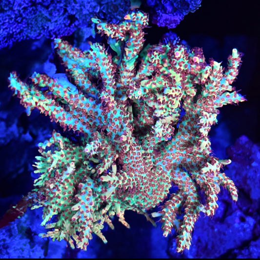 Strawberry Shortcake ACropora
