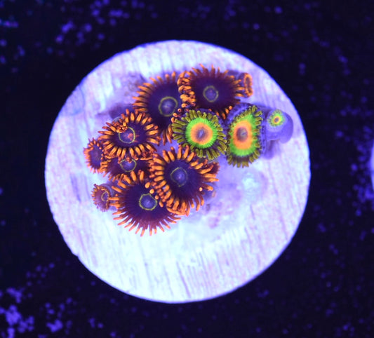 WYSIWYG Zoanthid Combo Frag
