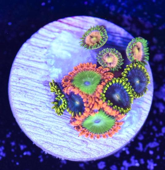 WYSIWYG Zoanthid Combo Frag