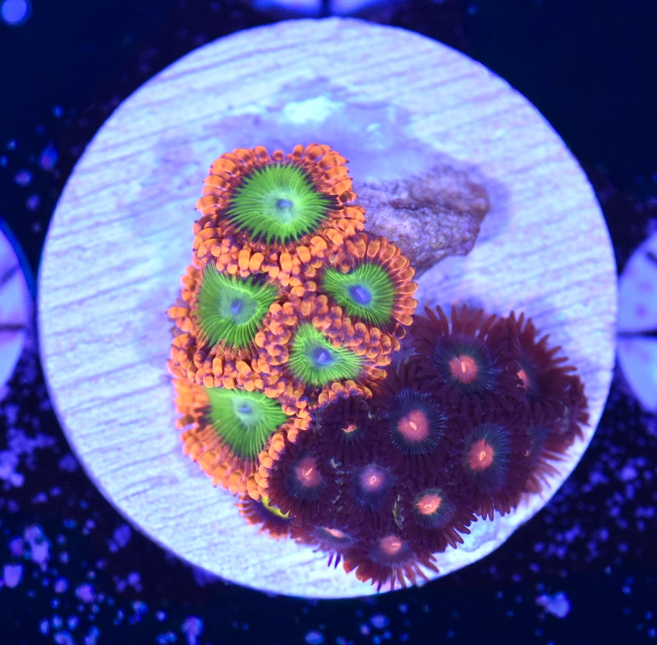 WYSIWYG Zoanthid Combo Frag