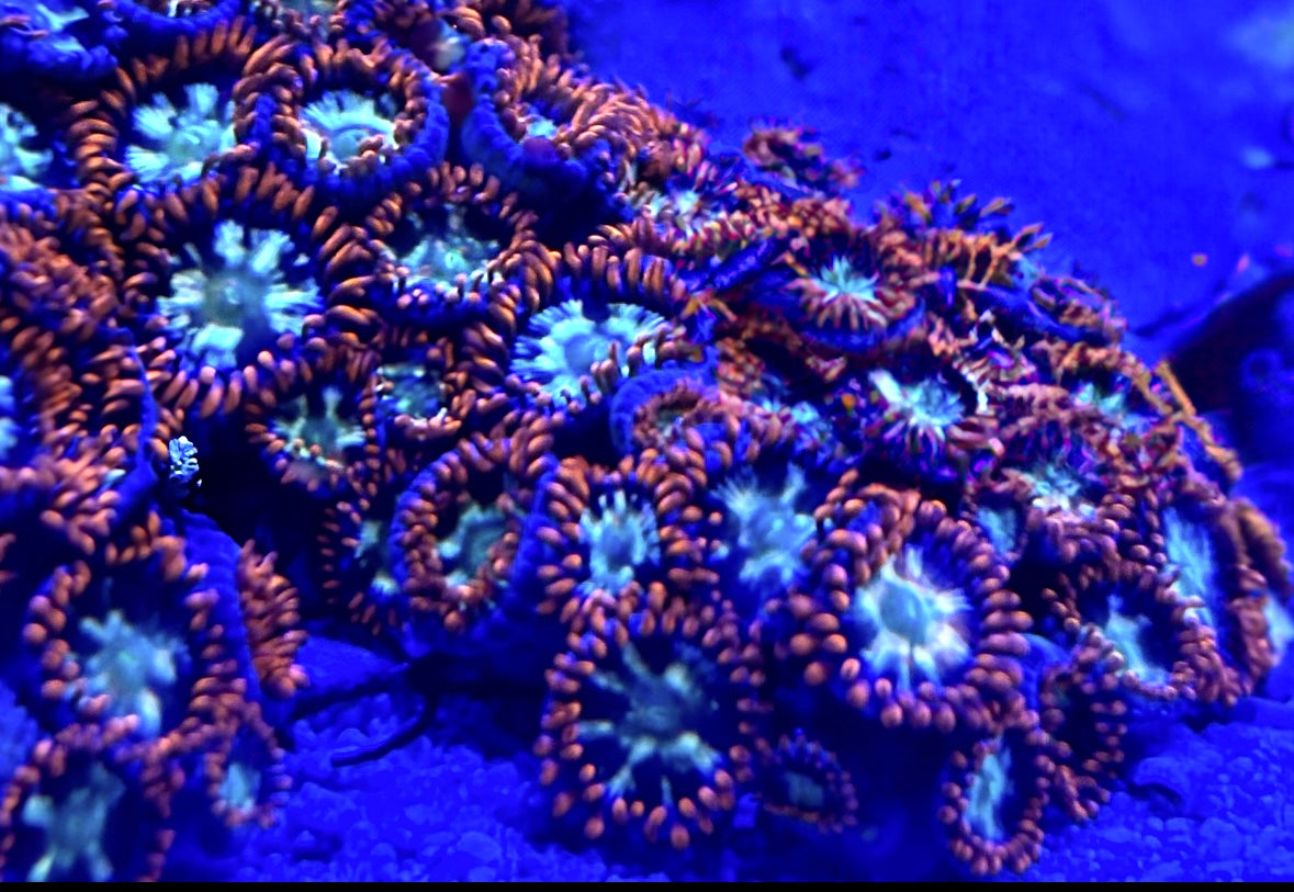 Fireworks Zoanthids