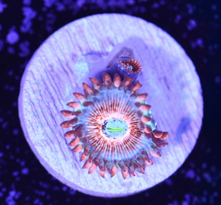 WYSIWYG White Zombie Zoanthids