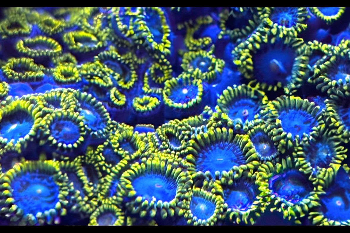 Smurfette Zoanthids