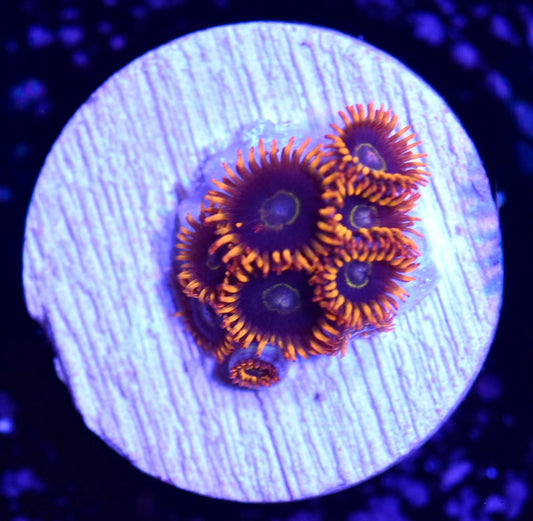 WYSIWYG Rainbow Hornet Zoanthids