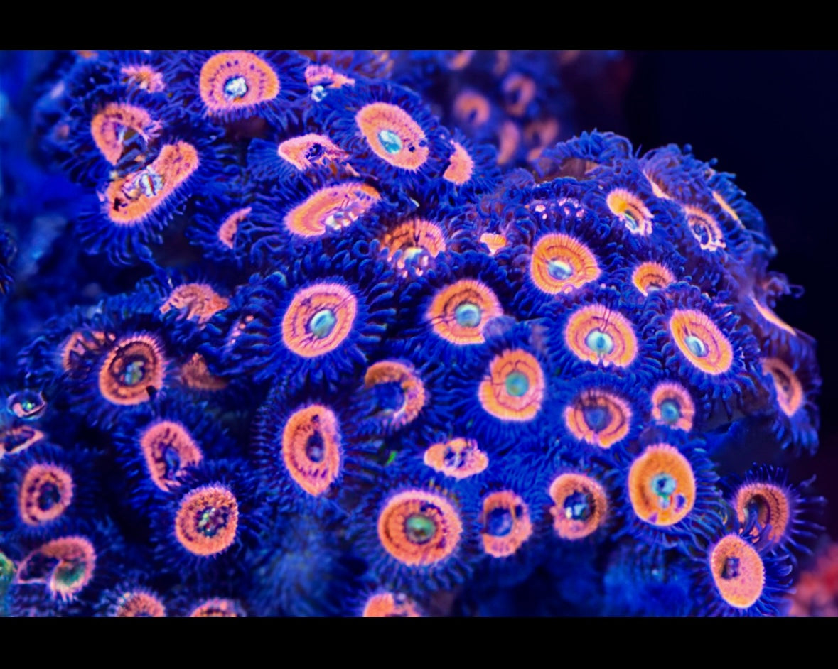 Pink Constellation Zoanthids