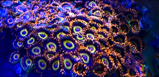 Fruit Loop Zoanthids