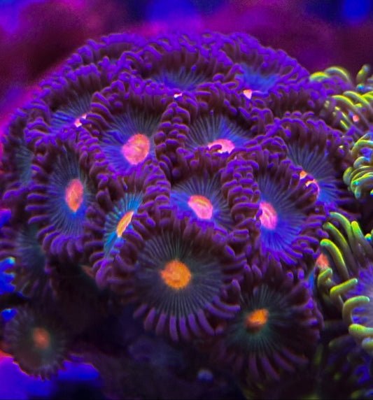 Orange Spot Zoanthids