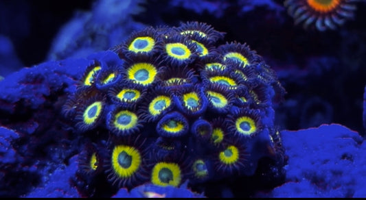 Black Bella Zoanthids