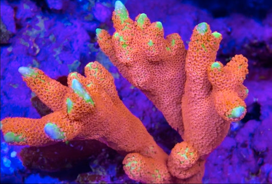Forest Fire Digitata