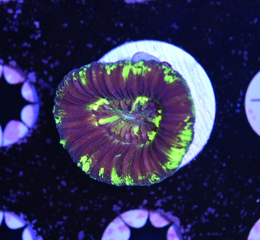 WYSIWYG Ultra Rainbow Trachyphyllia 1.5"