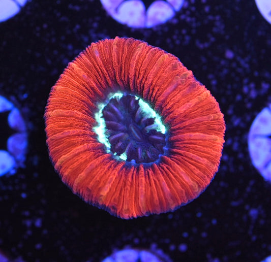 WYSIWYG Rainbow Trachyphyllia 2"